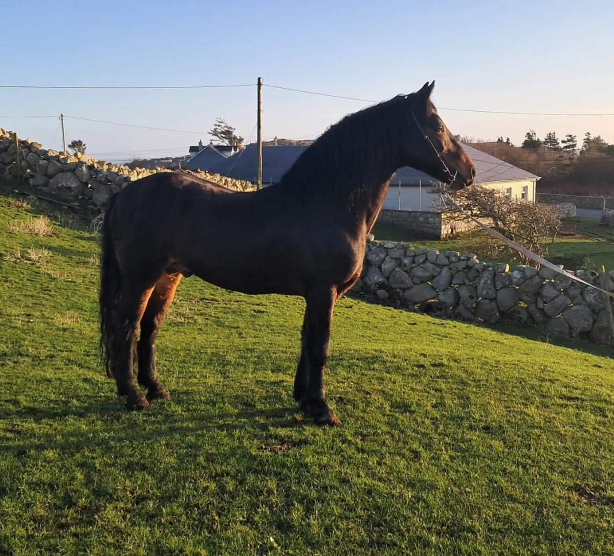 class1 connemara stallion  at stud - Image 3