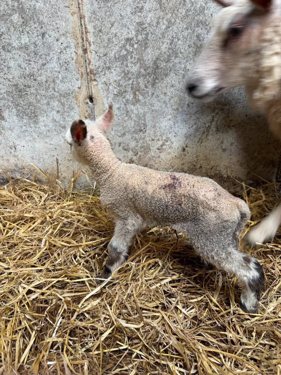 Foster/pet lamb - Image 1