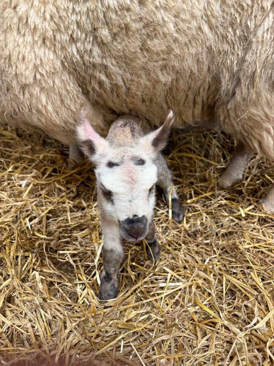 Foster/pet lamb - Image 4