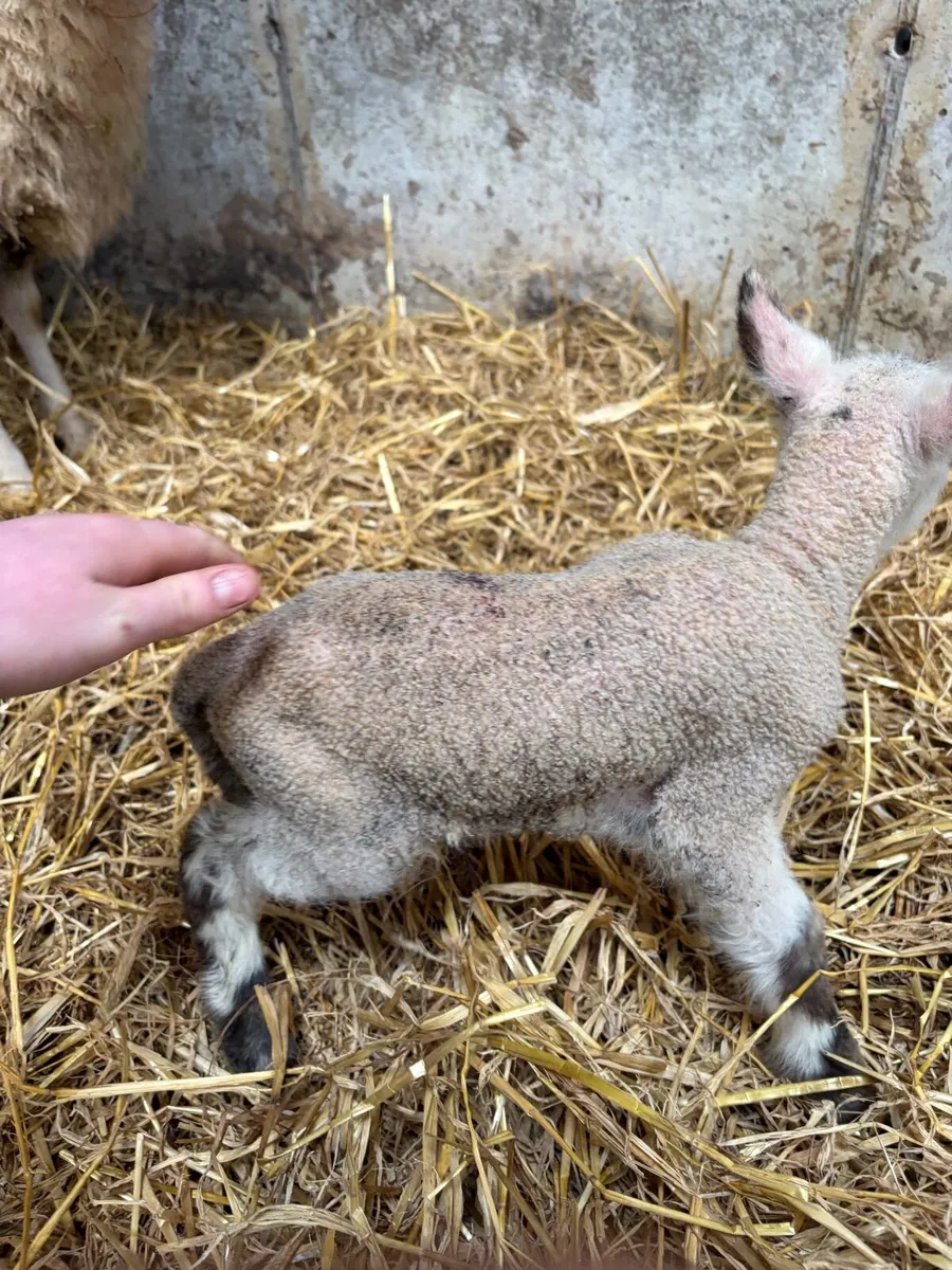 Foster/pet lamb - Image 2