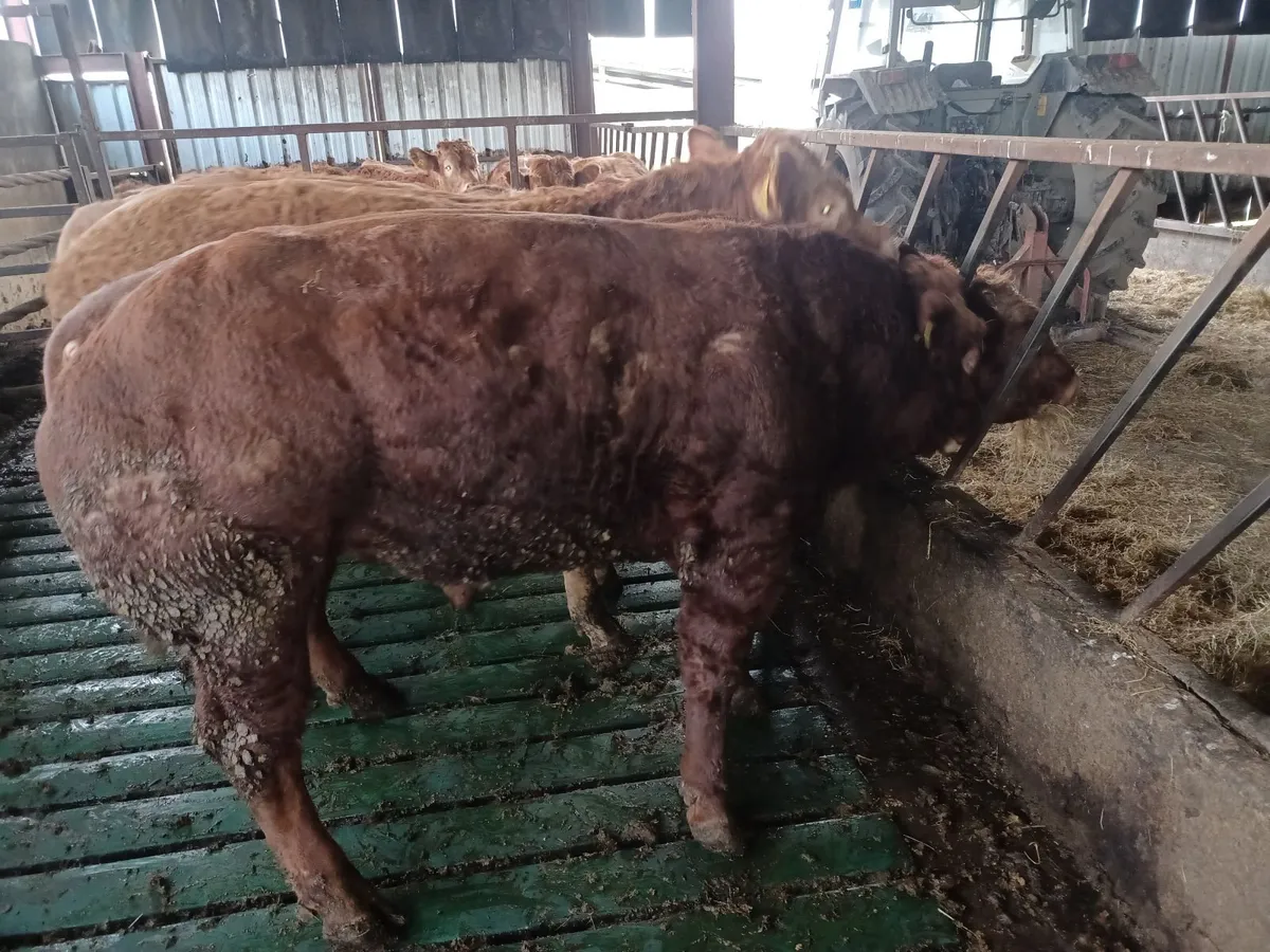 Hybrid Bulls - Image 1