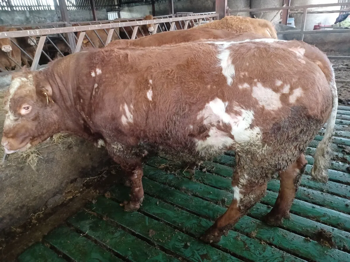 Hybrid Bulls - Image 2