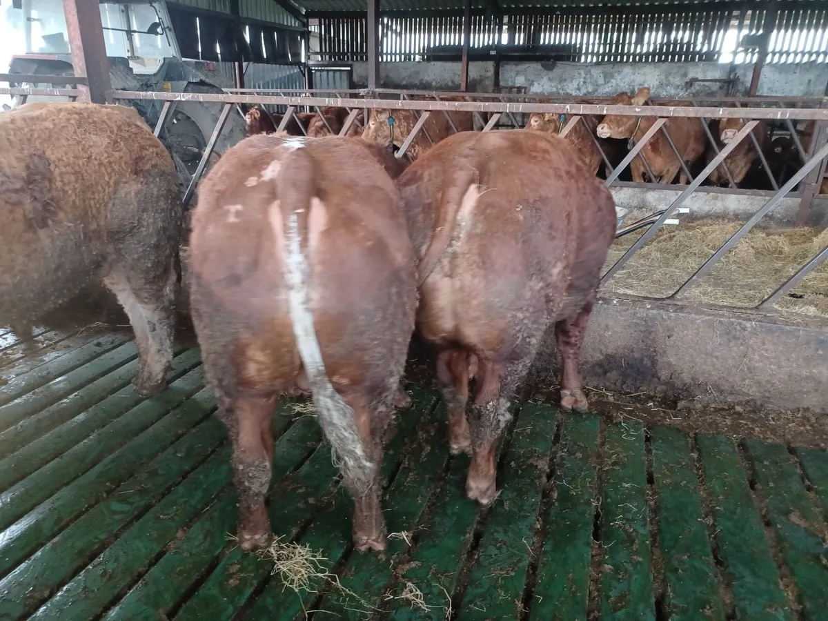 Hybrid Bulls - Image 3