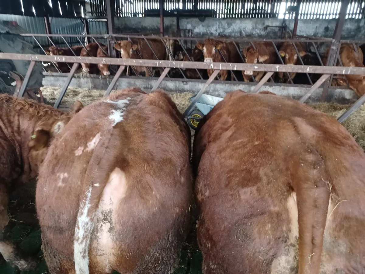 Hybrid Bulls - Image 4