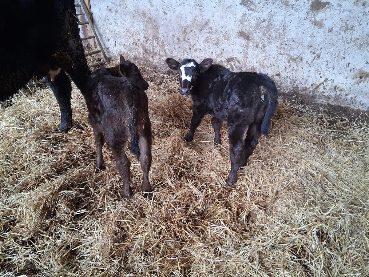 SUCKLER HEIFERS - Image 3