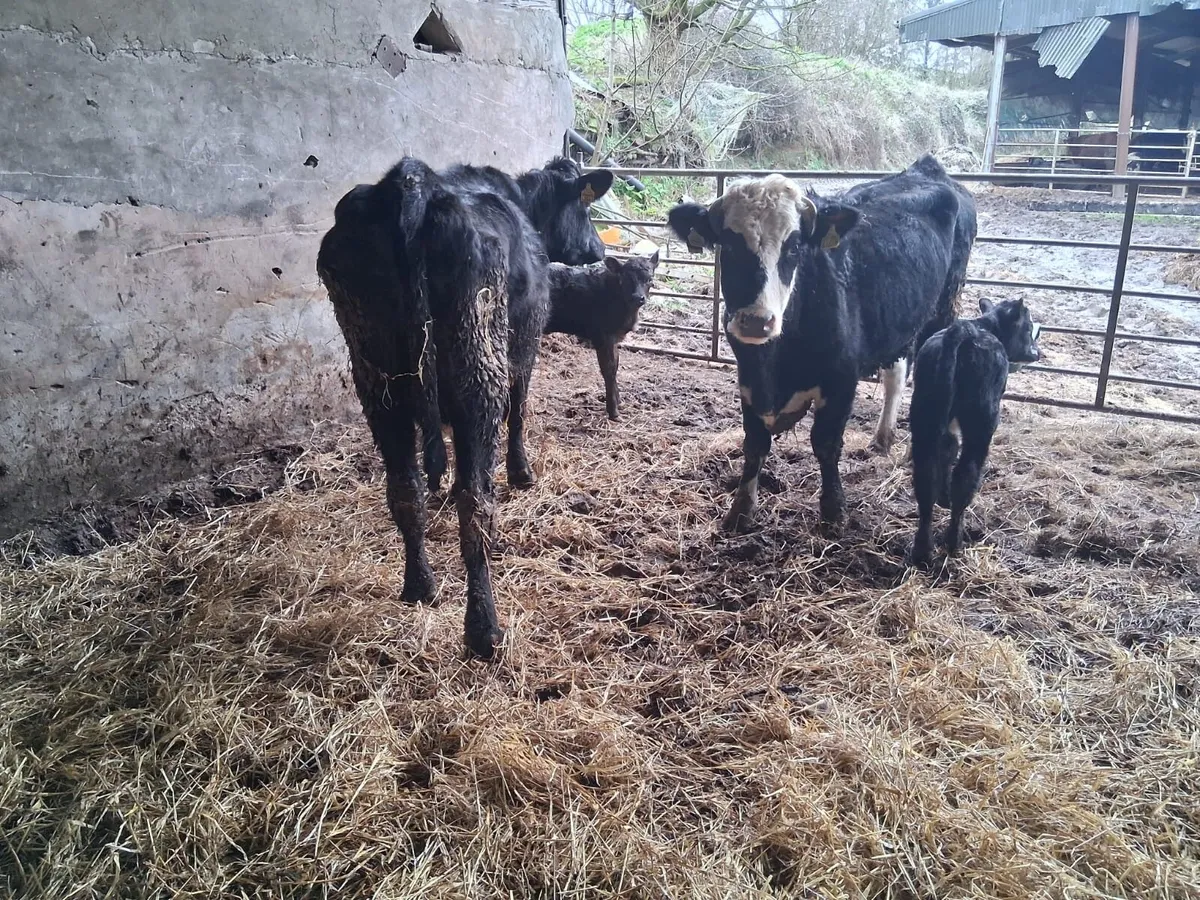 SUCKLER HEIFERS - Image 4