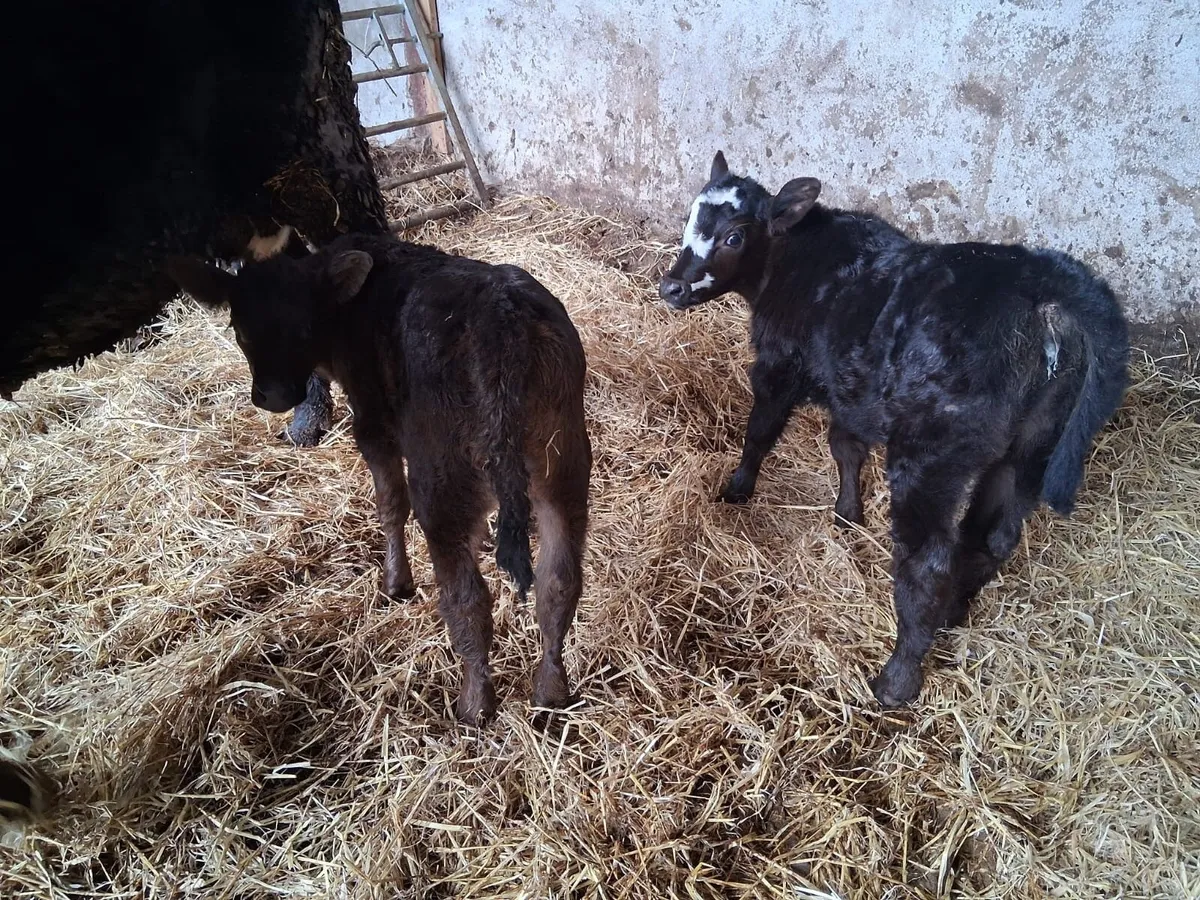 SUCKLER HEIFERS - Image 2