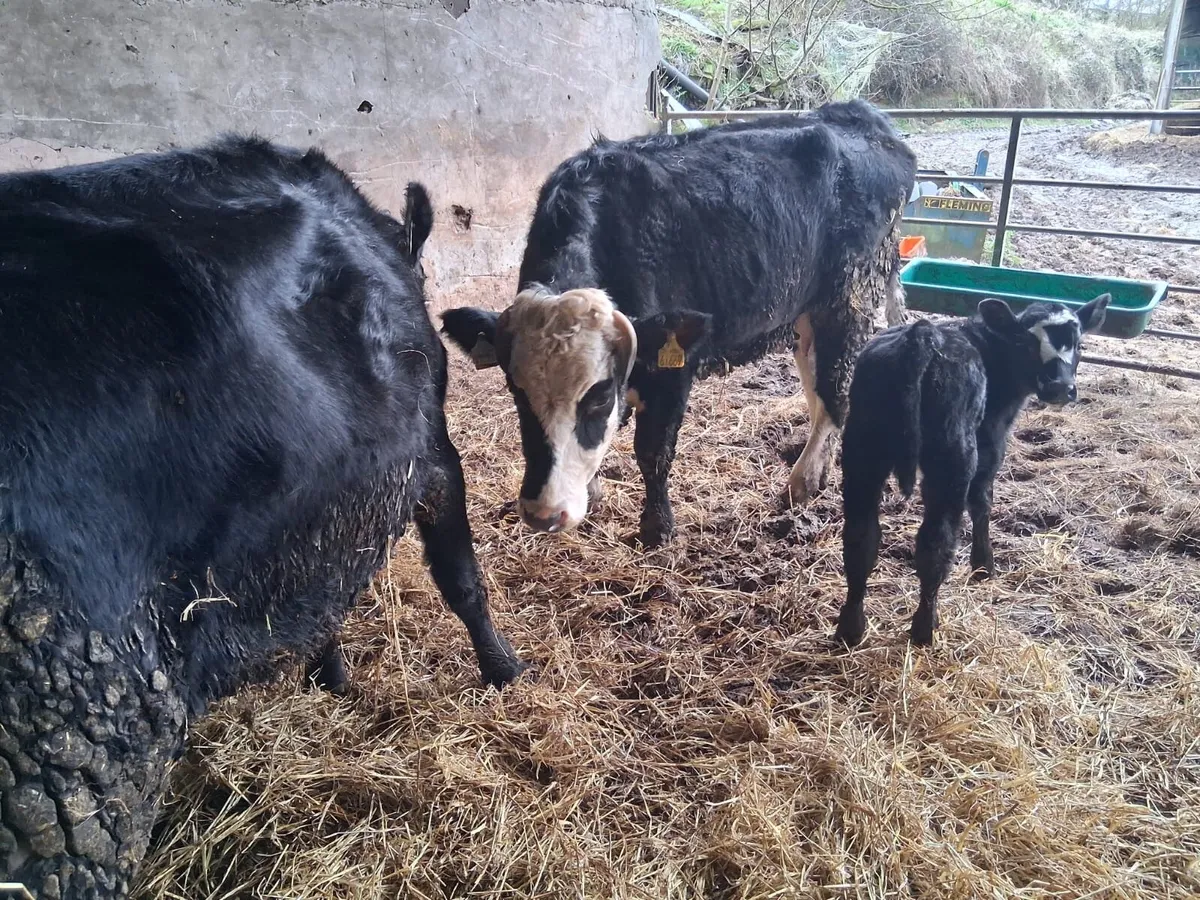 SUCKLER HEIFERS - Image 1