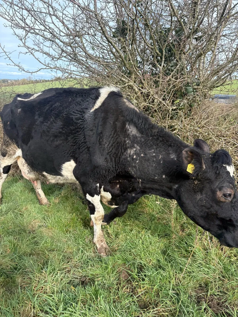 Freisan Cow - Image 1