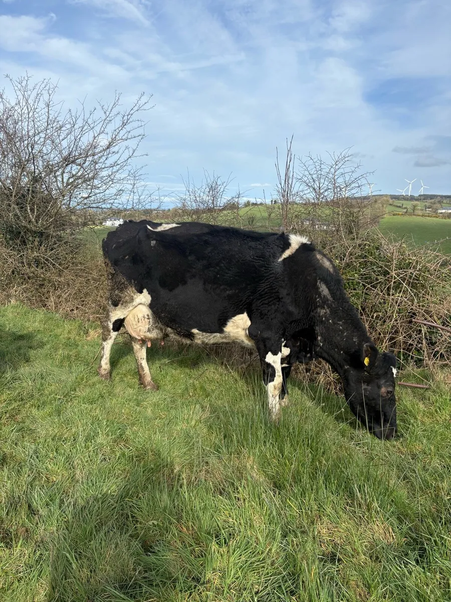 Freisan Cow - Image 2