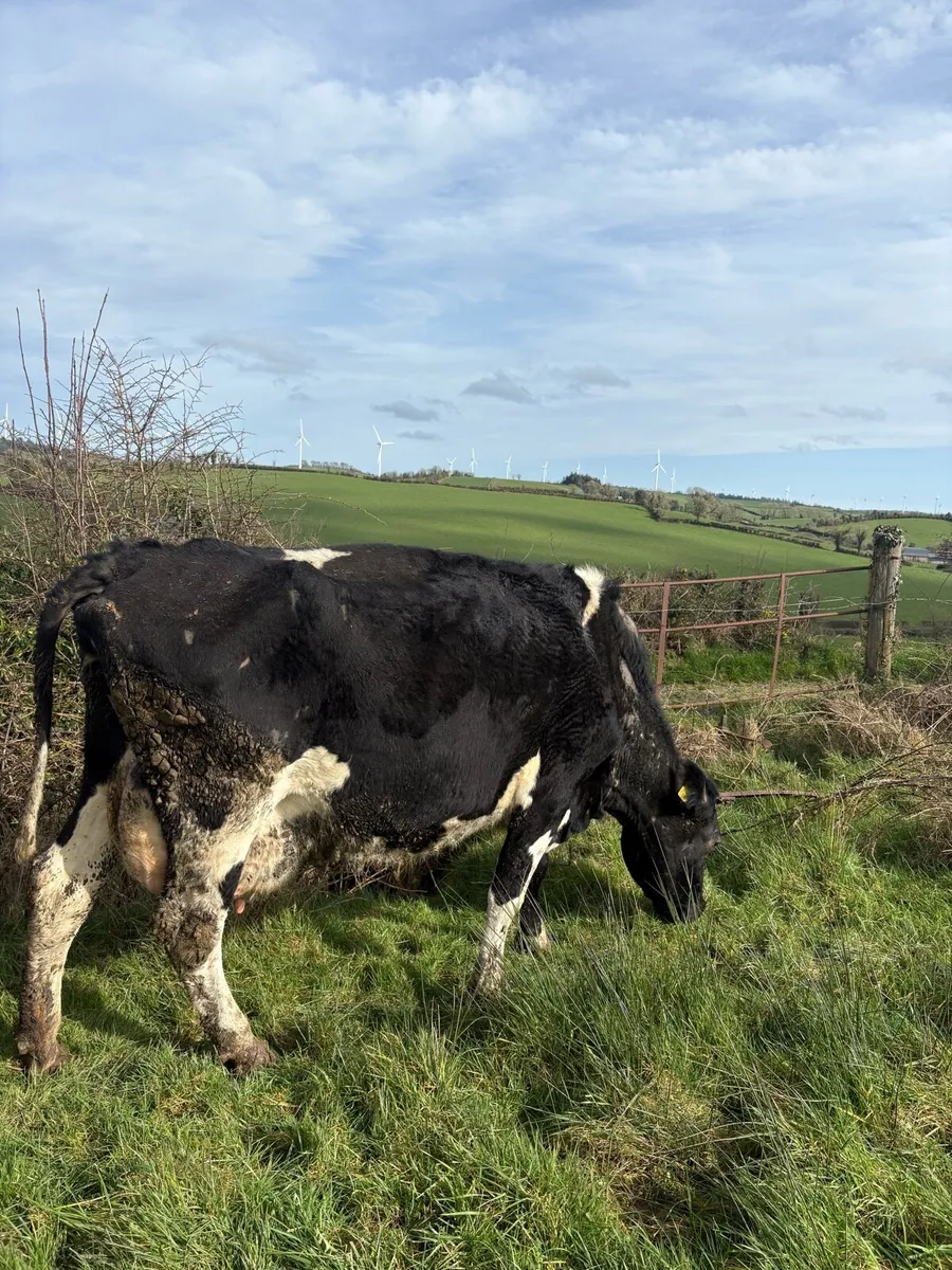 Freisan Cow - Image 3