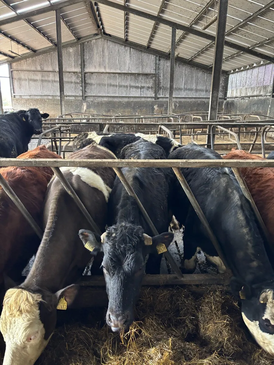 19 bullocks 500kgs - Image 2