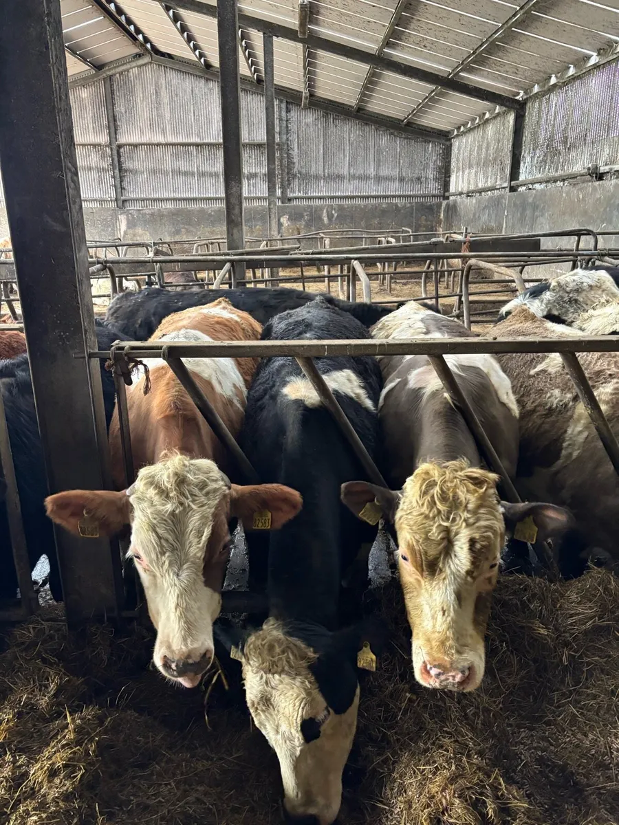 19 bullocks 500kgs - Image 3