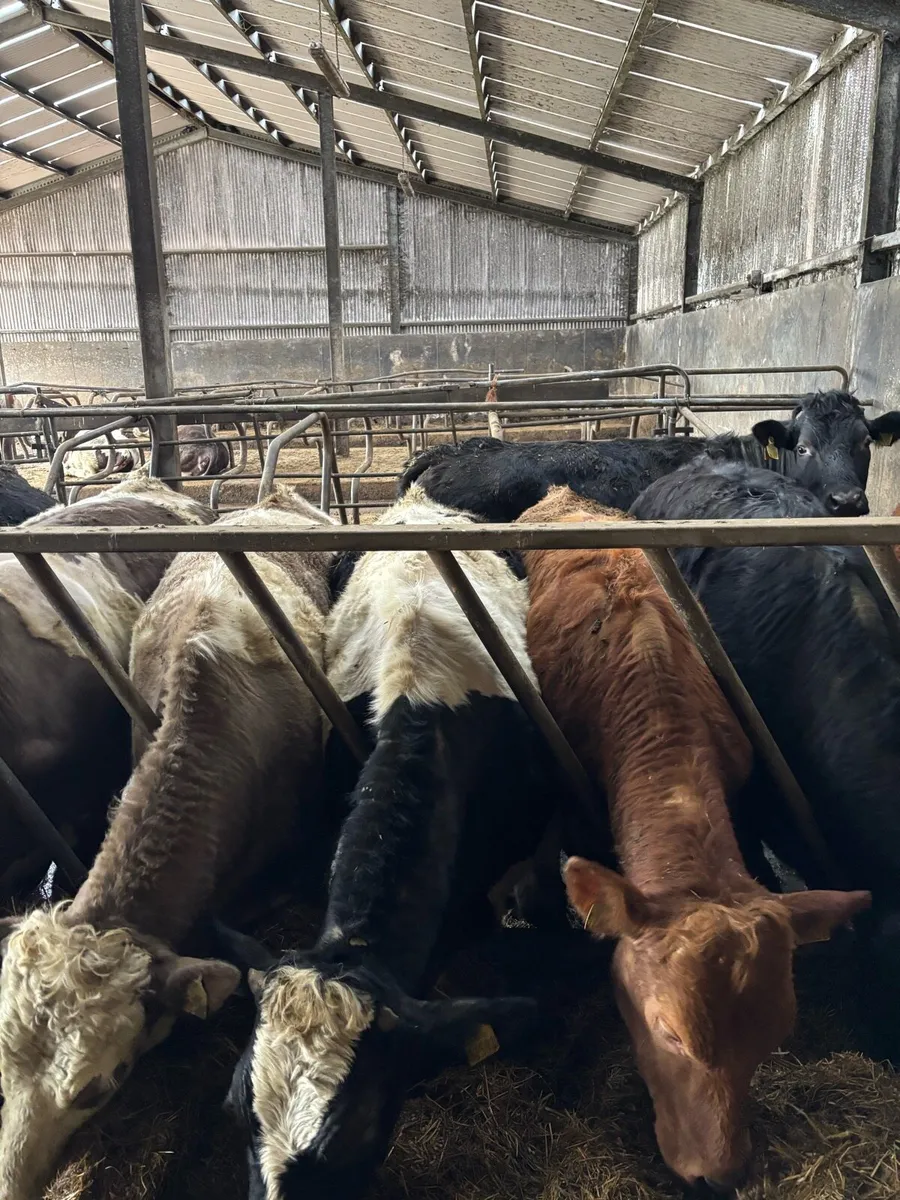 19 bullocks 500kgs - Image 4