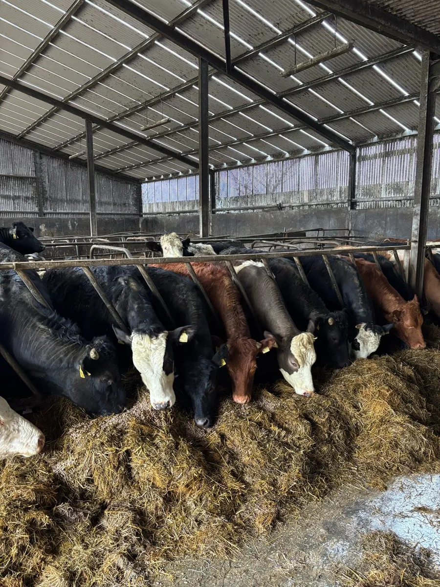 19 bullocks 500kgs - Image 1