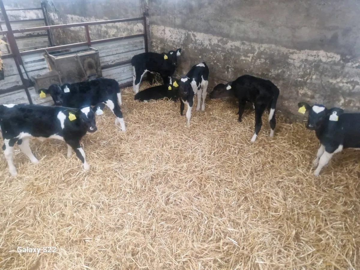 Fr Heifer calfs - Image 3