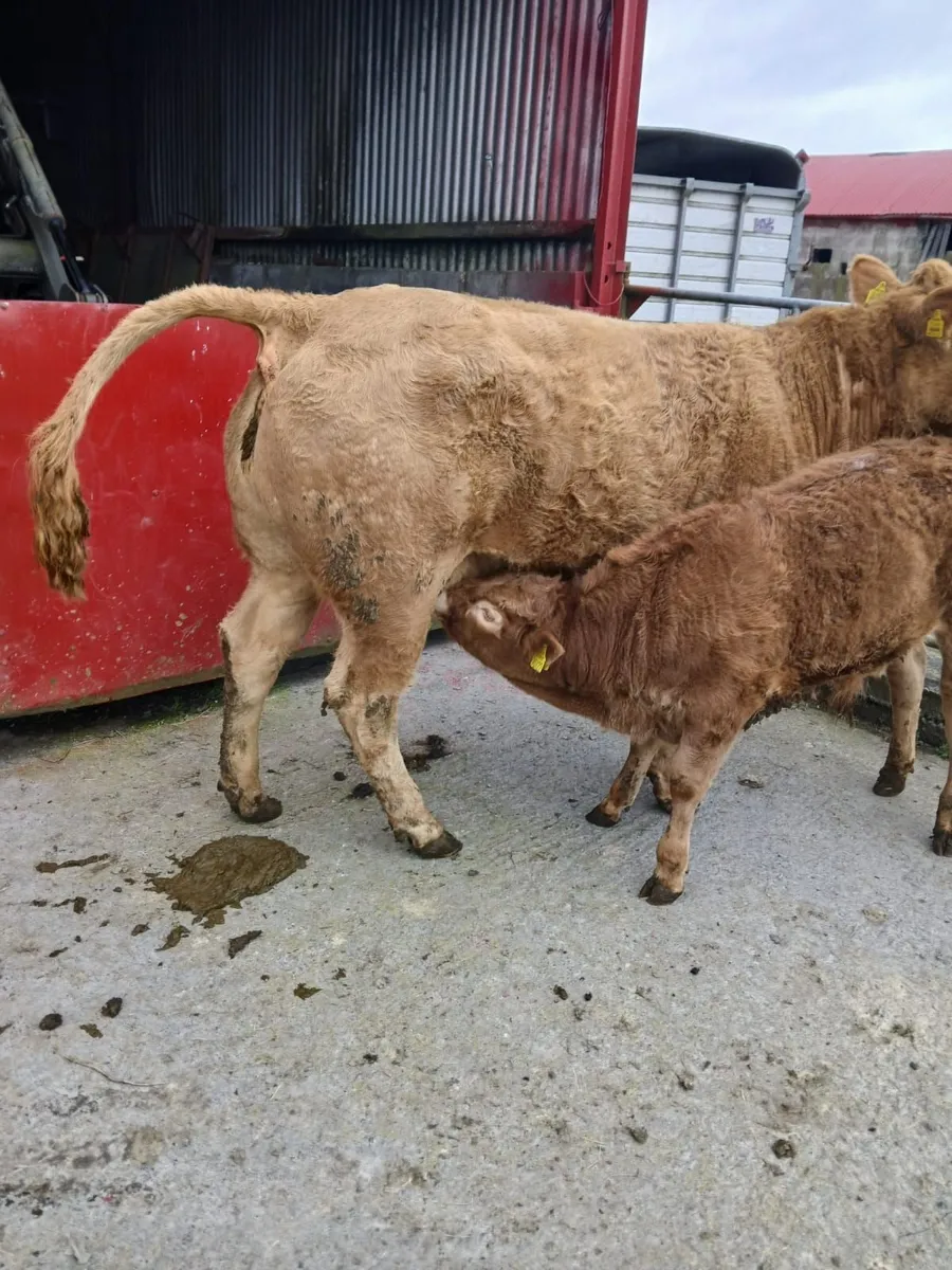 ENNIS MART 10TH MARCH: SPRINGER WITH BULL CALF - Image 3