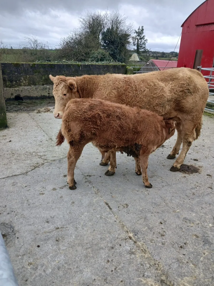 ENNIS MART 10TH MARCH: SPRINGER WITH BULL CALF - Image 2