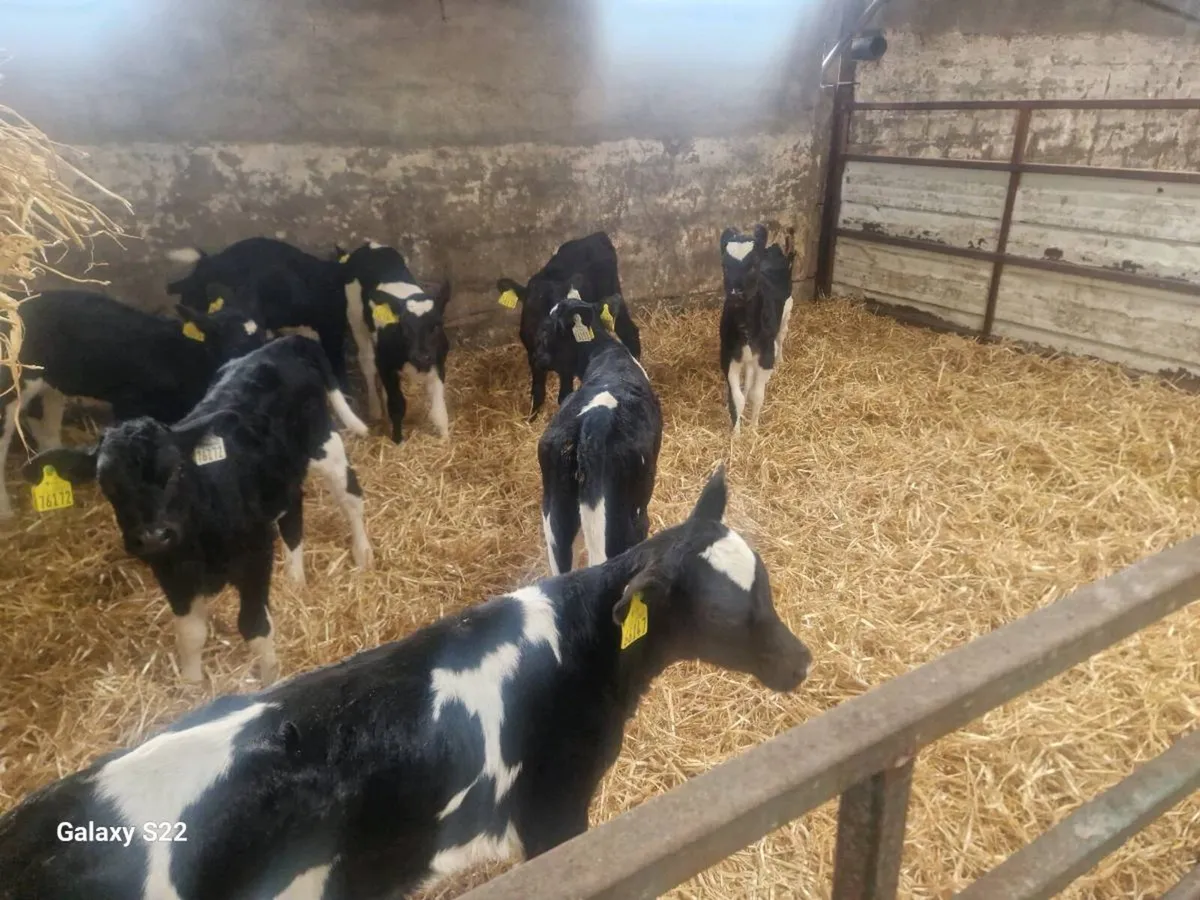 Fr Heifer calfs - Image 2