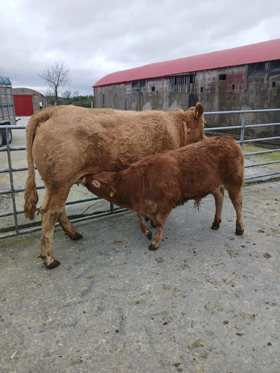 ENNIS MART 10TH MARCH: SPRINGER WITH BULL CALF - Image 4