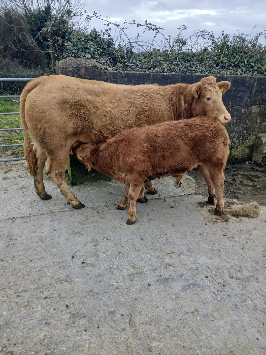 ENNIS MART 10TH MARCH: SPRINGER WITH BULL CALF - Image 1