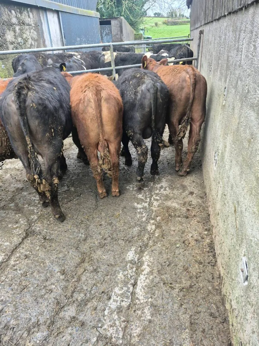 22 Bull Yearlings - Image 1