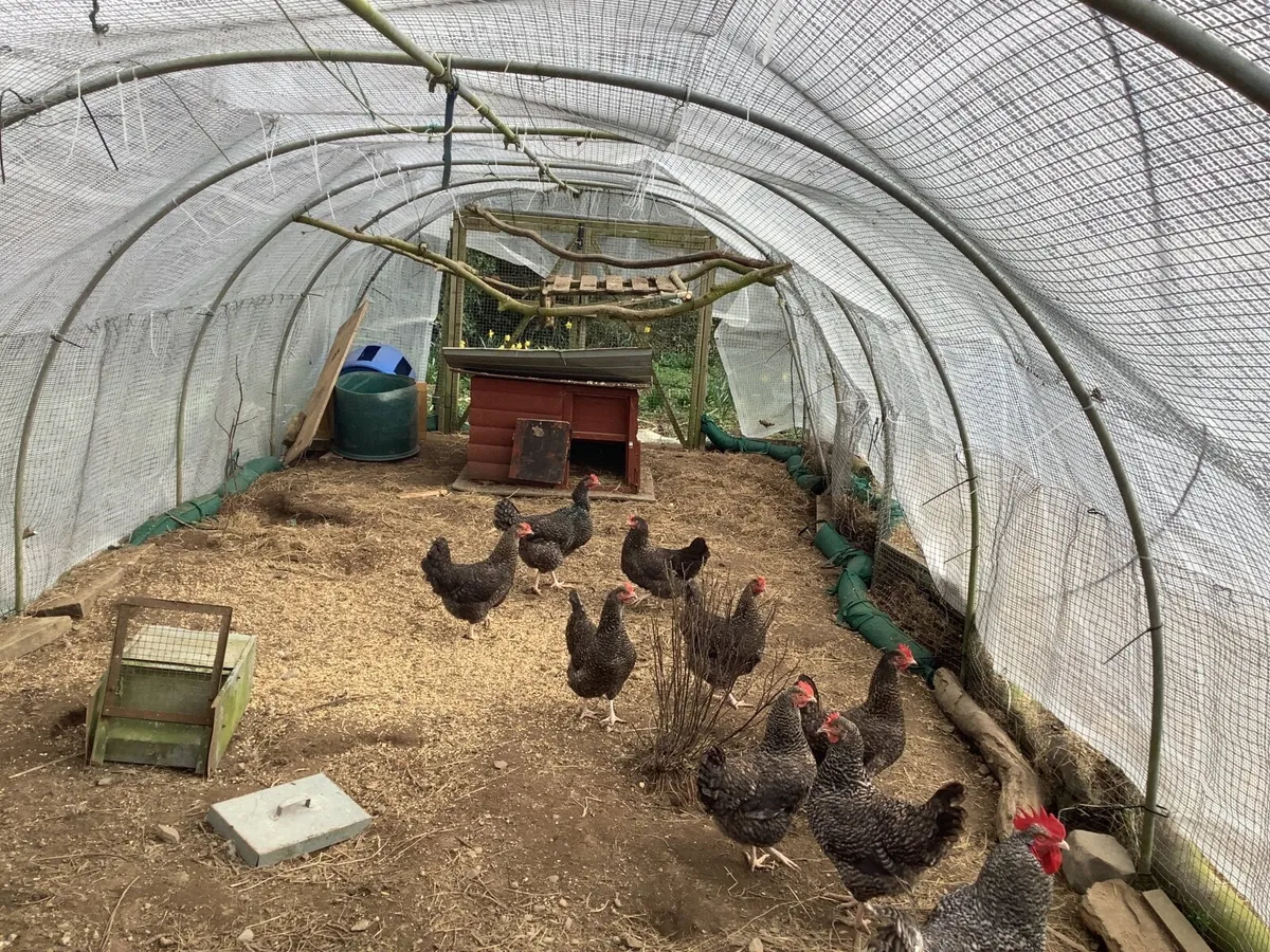 Cuckoo Maran Young Hens, laying - Image 1