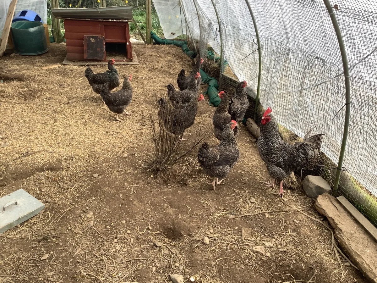 Cuckoo Maran Young Hens, laying - Image 2