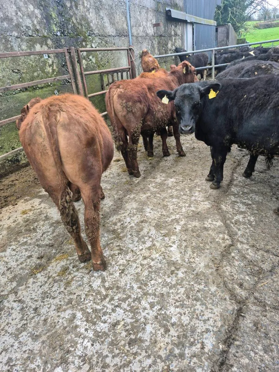 22 Bull Yearlings - Image 2