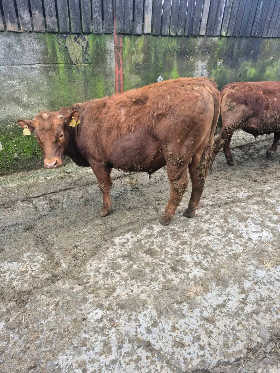 22 Bull Yearlings - Image 4