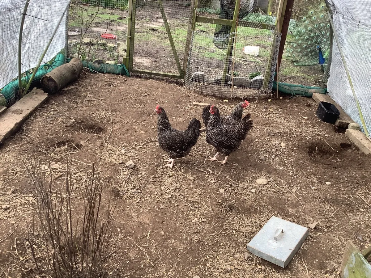 Cuckoo Maran Young Hens, laying - Image 3
