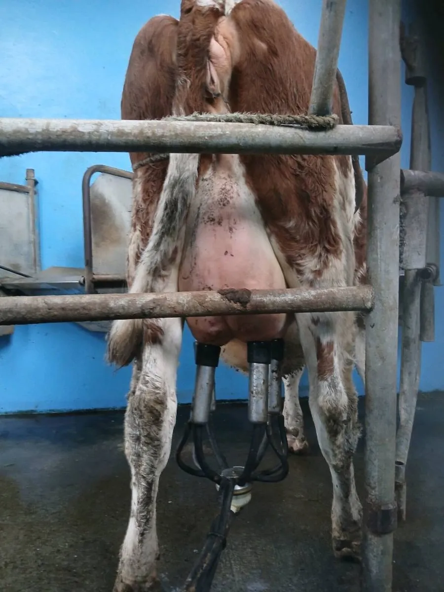 **New for mart 2 DAIRY SPRINGER ** - Image 1