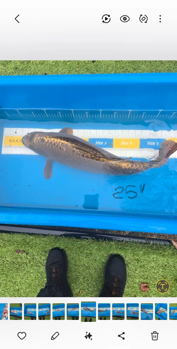 KOI CARP AND.POND EQUIPMENT - Image 3