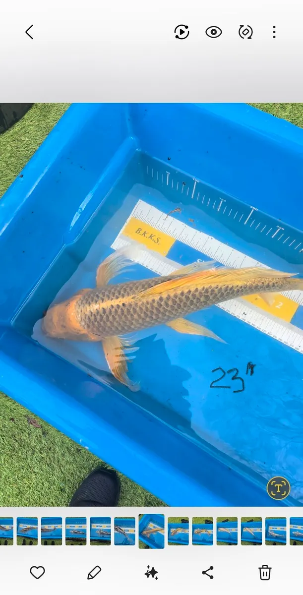 KOI CARP AND.POND EQUIPMENT - Image 4