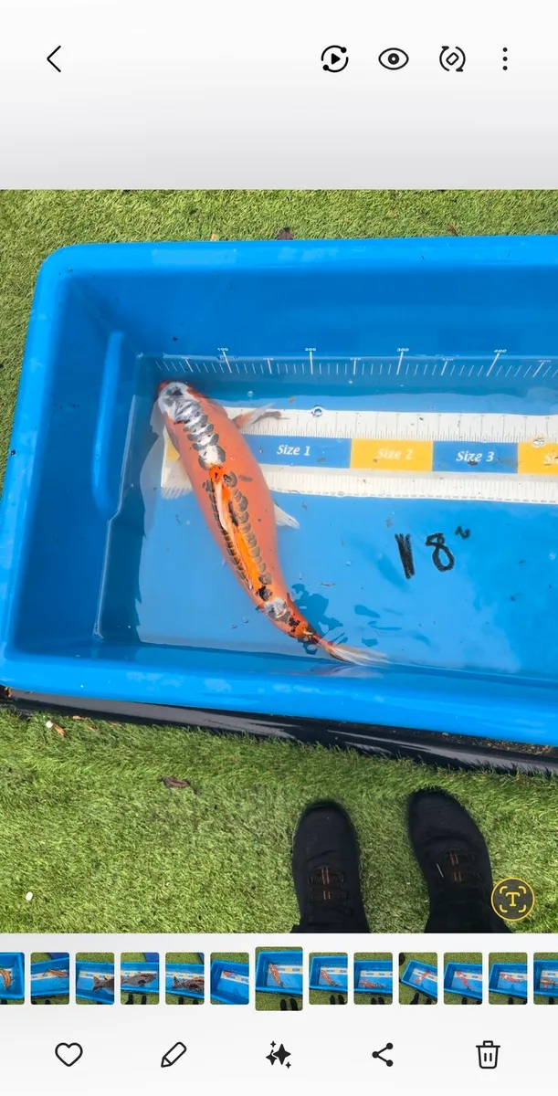 KOI CARP AND.POND EQUIPMENT - Image 1