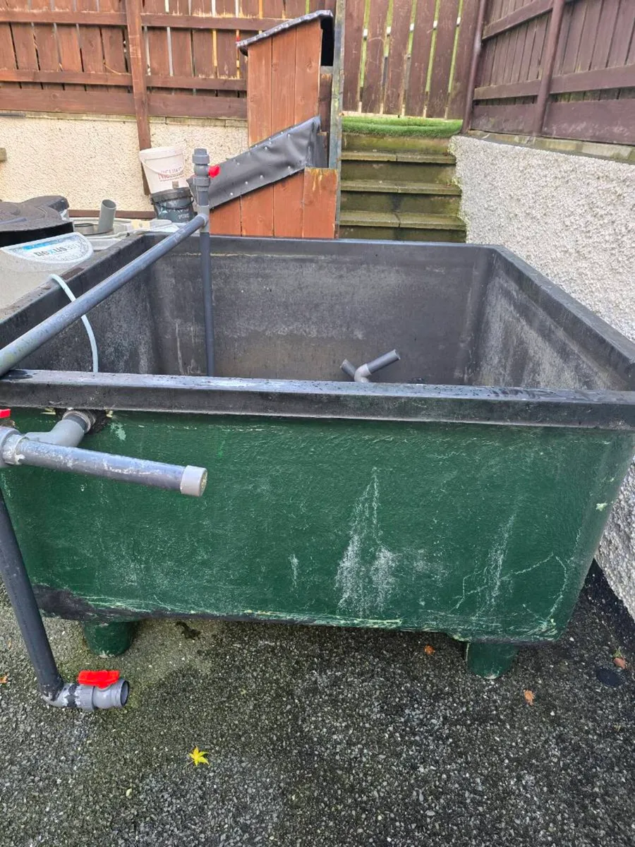 KOI CARP AND.POND EQUIPMENT - Image 3