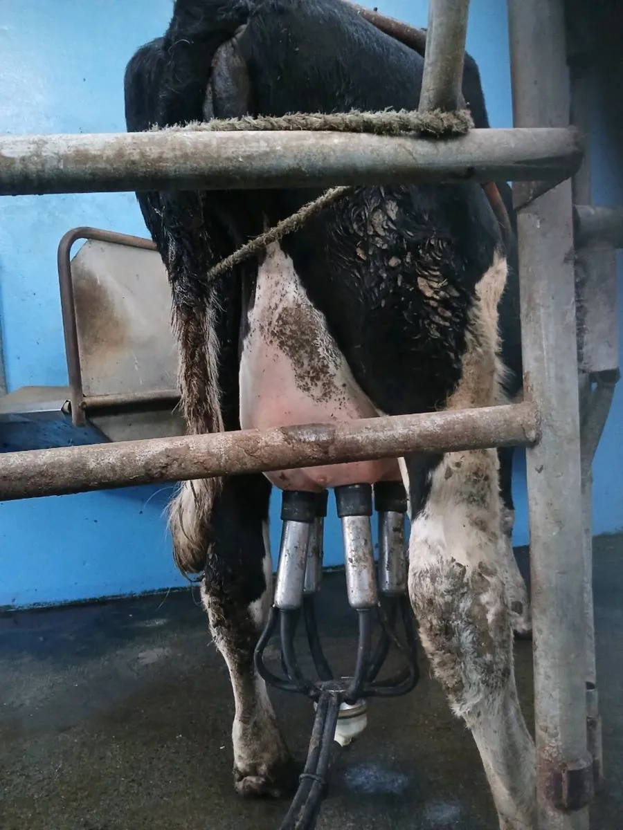 **New for mart 2 DAIRY SPRINGER ** - Image 2