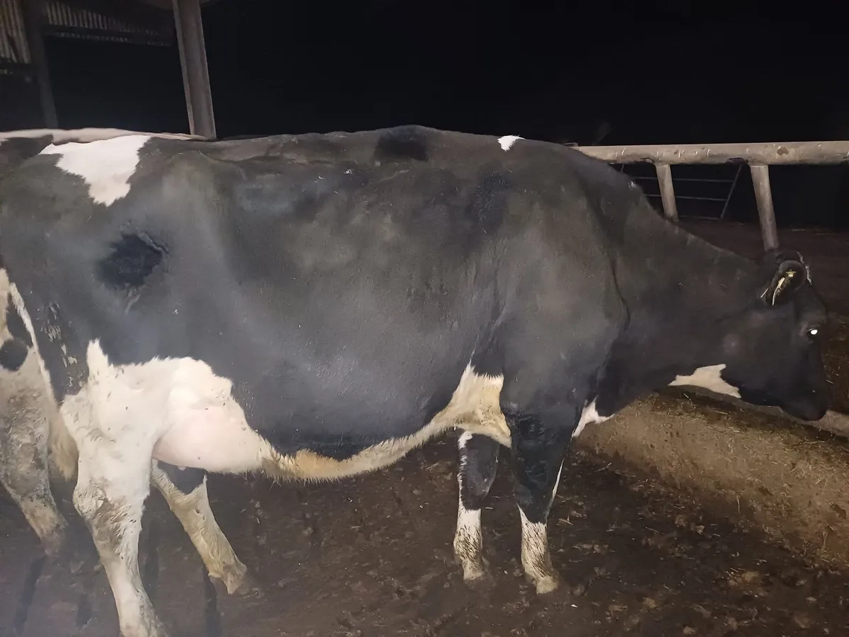 Young cow suitable for sucking