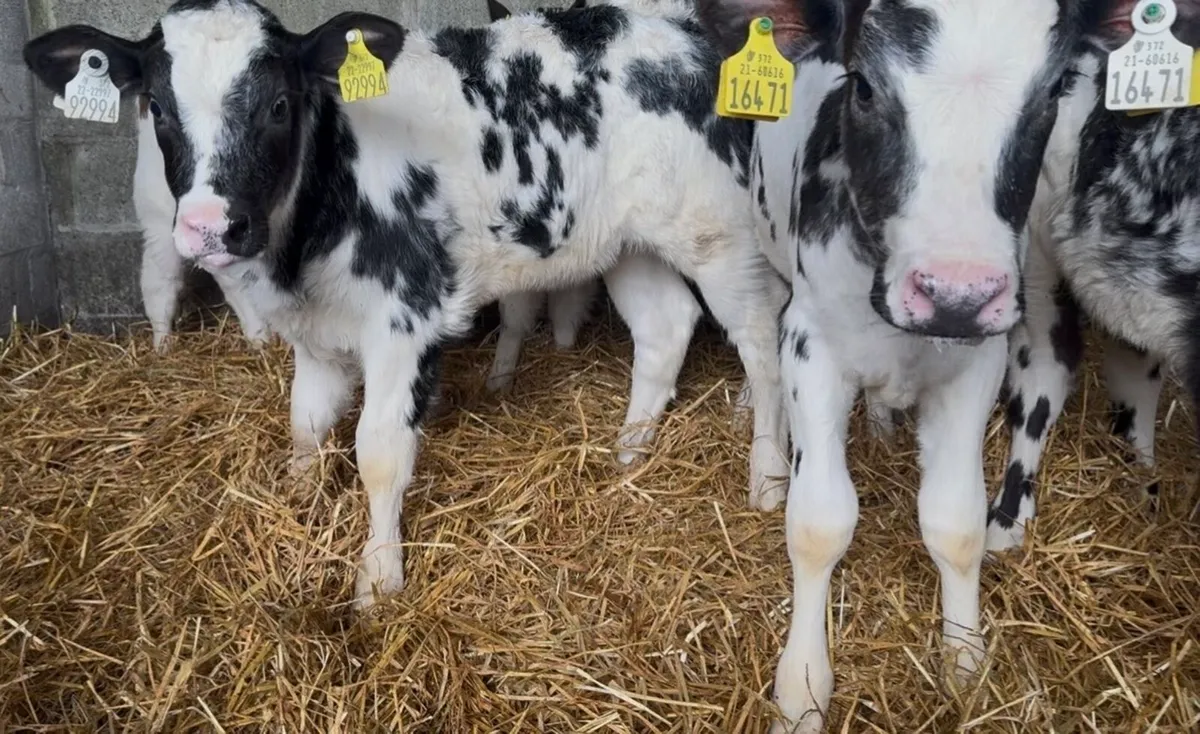 8 standout BB heifer calves - Image 4
