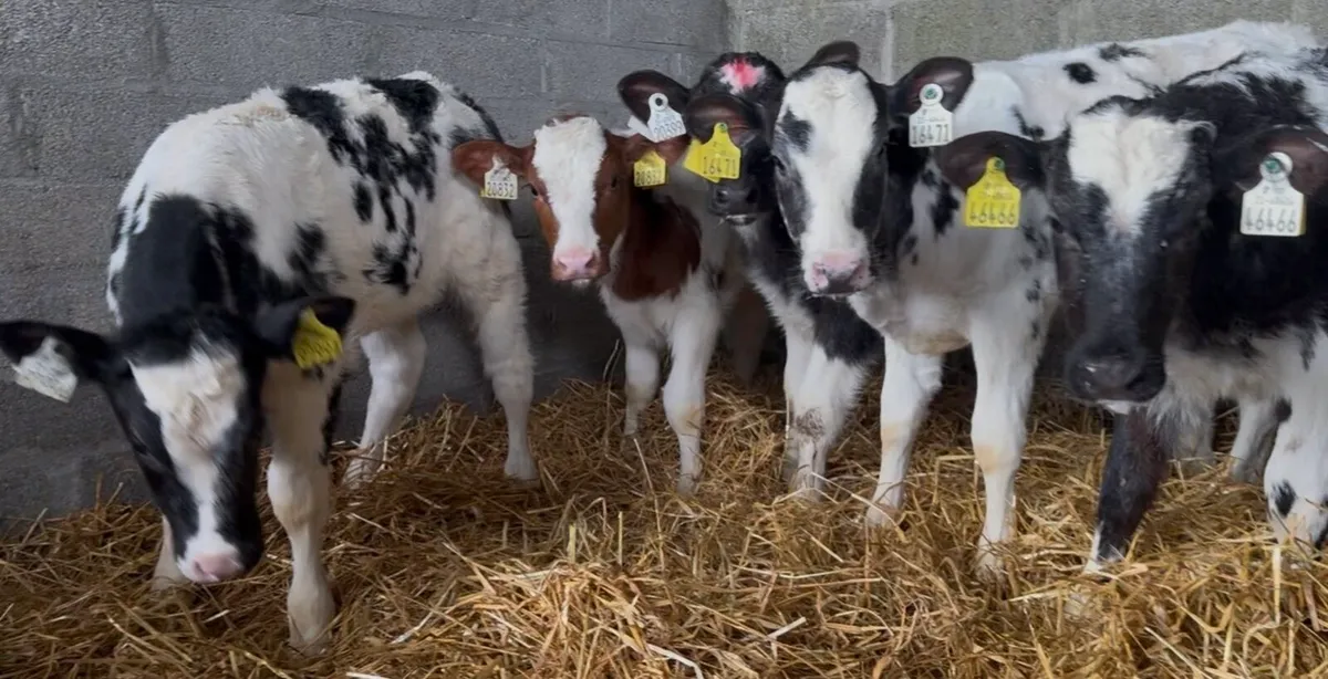 8 standout BB heifer calves - Image 2