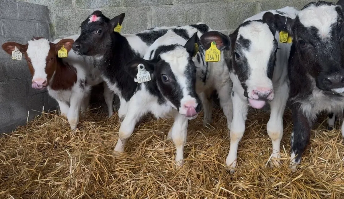8 standout BB heifer calves - Image 3