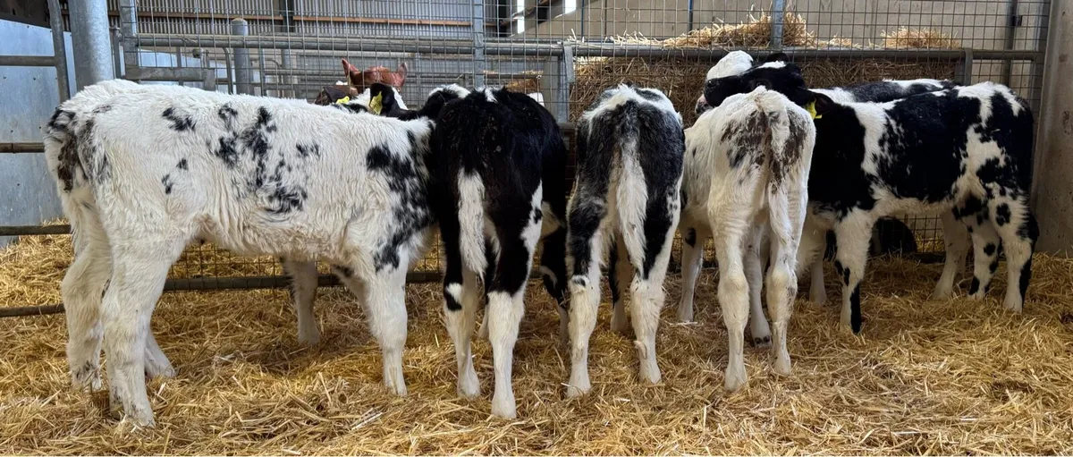 BB Heifers - Image 4