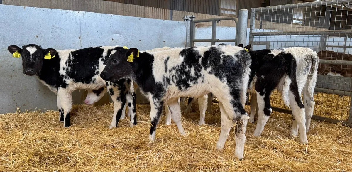 BB Heifers - Image 1