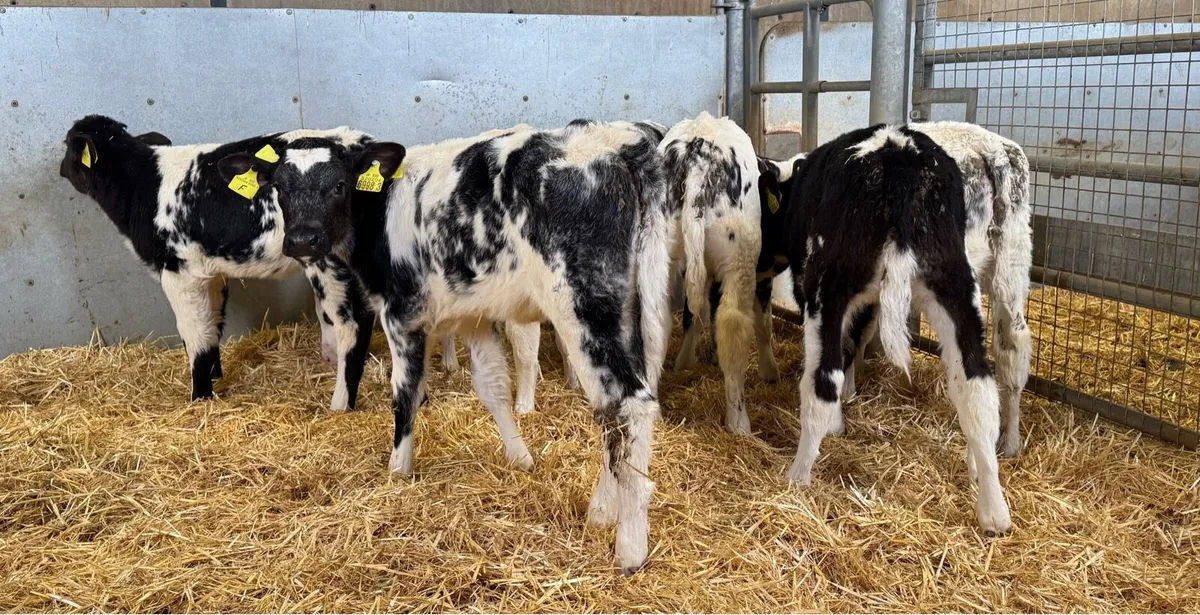 BB Heifers - Image 2