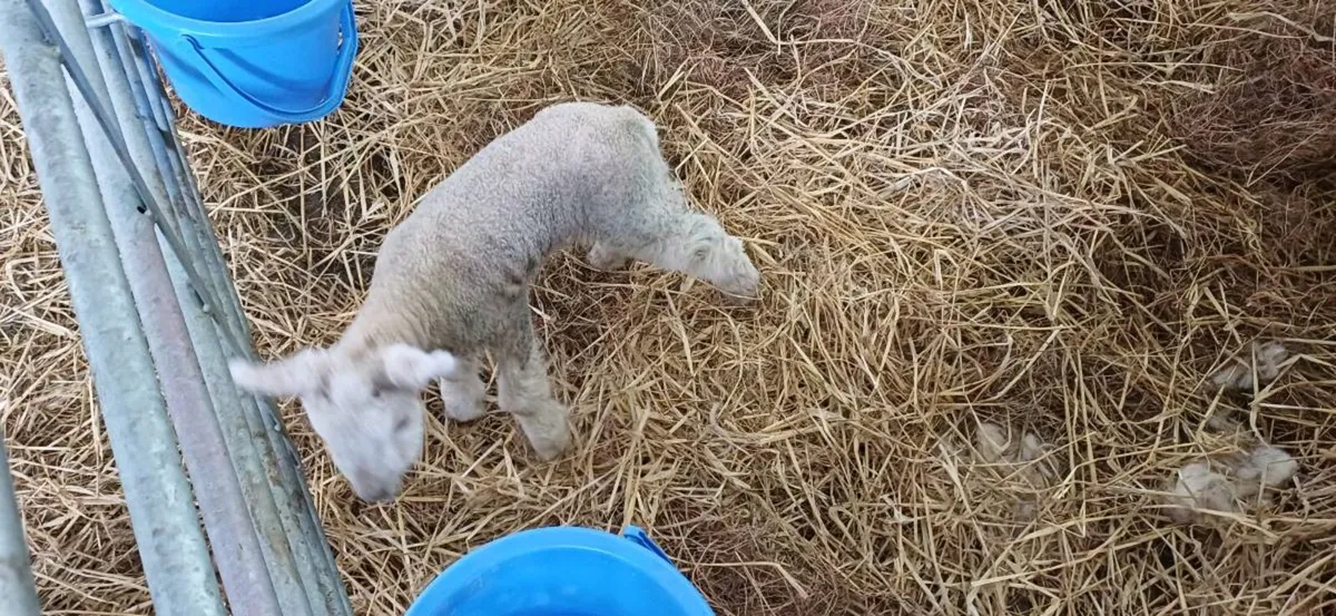 Pet lamb
