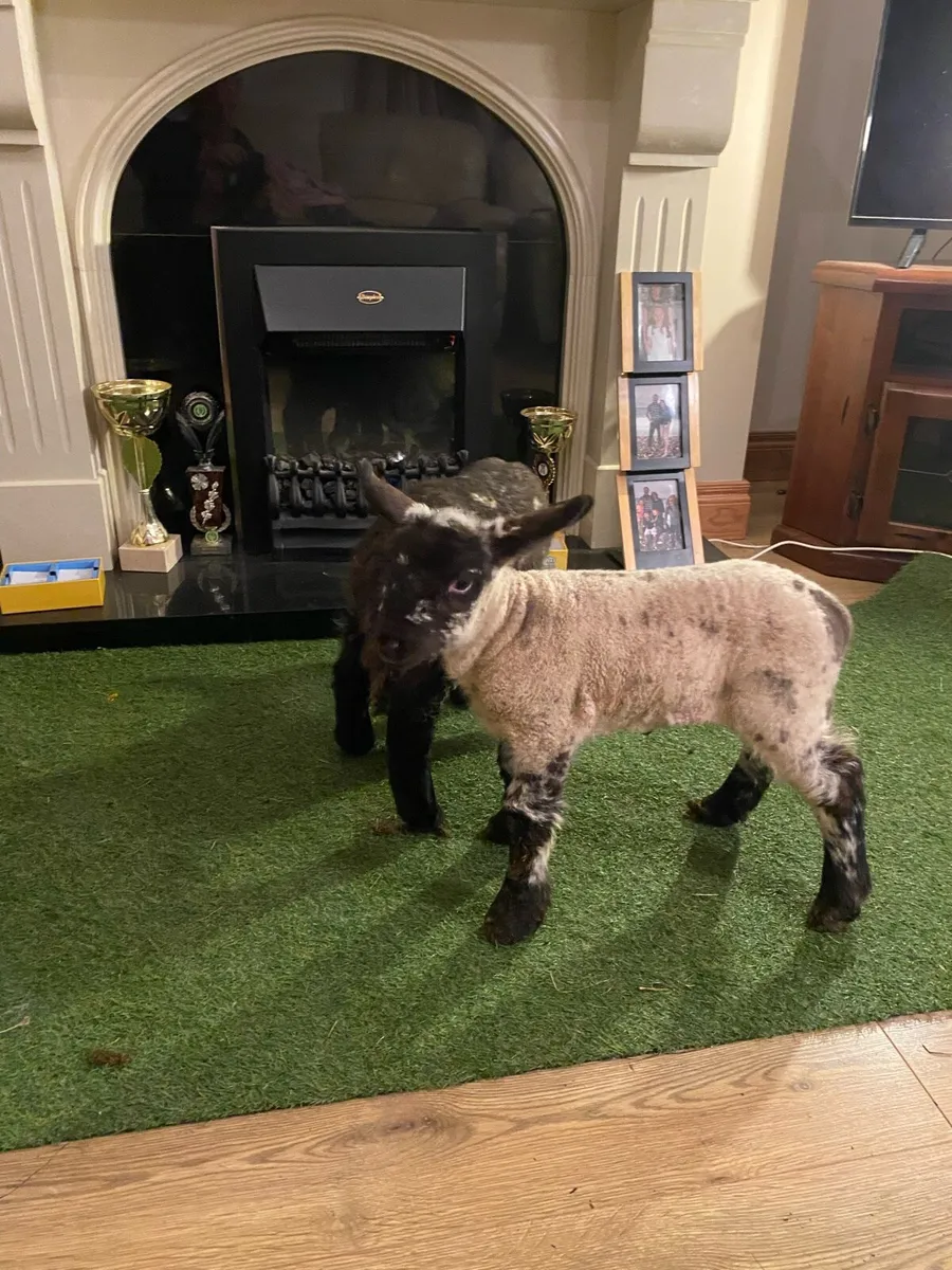 TWO SUFTEX PEDIGREE PEDIGREE PET FOSTER LAMBS - Image 1