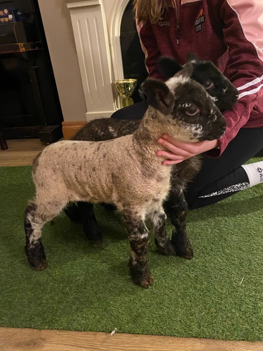 TWO SUFTEX PEDIGREE PEDIGREE PET FOSTER LAMBS - Image 2