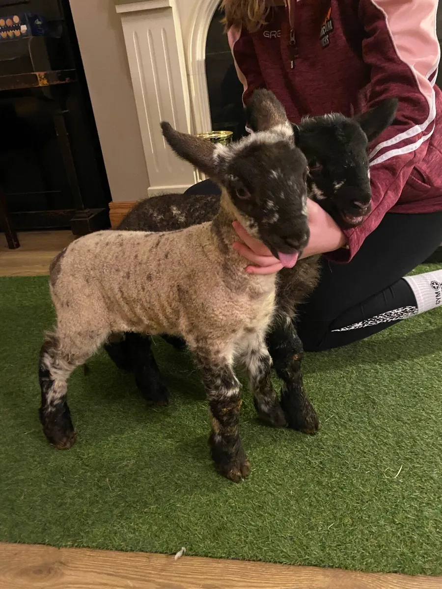 TWO SUFTEX PEDIGREE PEDIGREE PET FOSTER LAMBS - Image 3