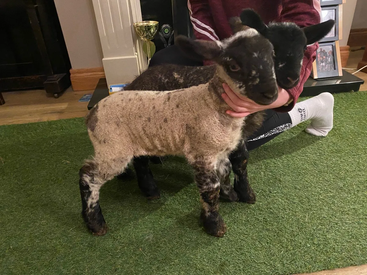 TWO SUFTEX PEDIGREE PEDIGREE PET FOSTER LAMBS - Image 4