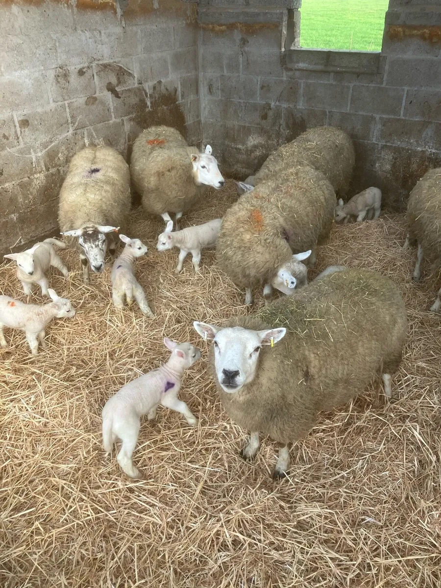 Ewes with lambs at foot - Image 1